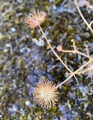 Trachymene grandis
