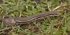 Aspronema dorsivittatum