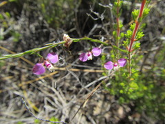 Polygala lehmanniana