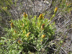 Pteronia scabra