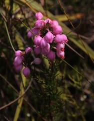 Erica holosericea