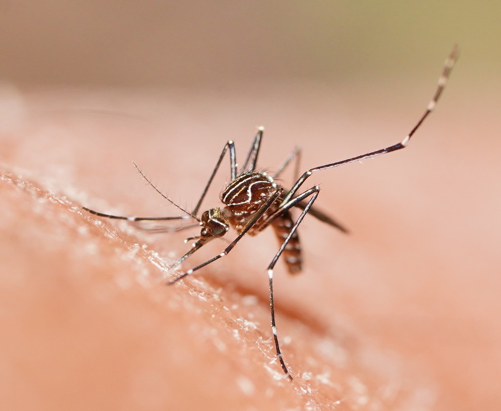 Striped Mosquito from Boronia VIC 3155, Australia on February 20, 2021 ...