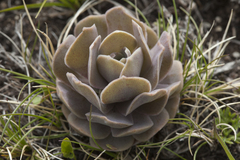 Orostachys malacophylla