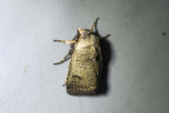 Proteuxoa hypochalchis