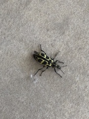 Astylus atromaculatus