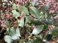Smilax hayatae