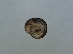 Xeropicta