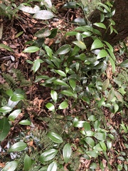 Smilax hayatae