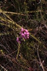 Erica holosericea