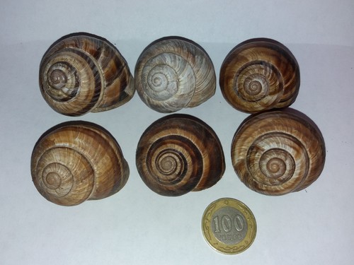 Turkish Snail