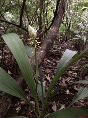 Calanthe actinomorpha
