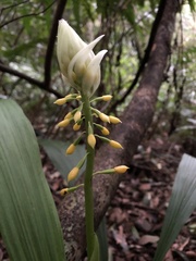 Calanthe actinomorpha