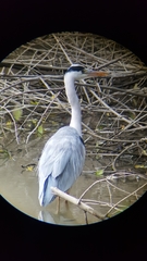 Ardea cinerea