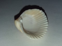 Didacna trigonoides