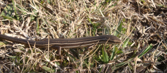 Aspronema dorsivittatum