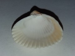 Didacna trigonoides