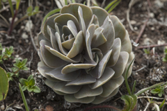 Orostachys malacophylla