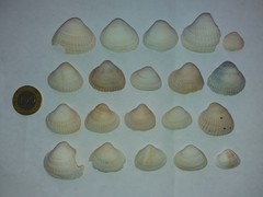 Didacna trigonoides