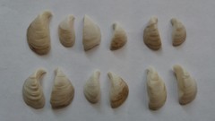 Dreissena polymorpha