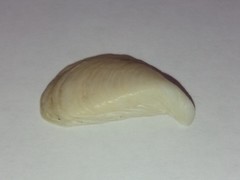 Dreissena polymorpha