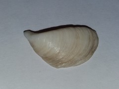 Dreissena polymorpha