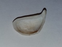 Dreissena polymorpha