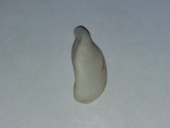 Dreissena rostriformis