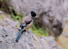 Garrulus lanceolatus