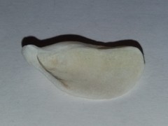 Dreissena rostriformis