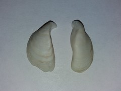 Dreissena rostriformis