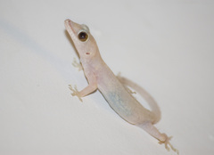 Hemidactylus mabouia
