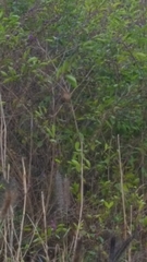 Sinosuthora webbiana