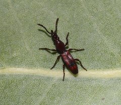 Ankleineella australis