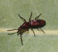 Ankleineella australis