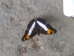 Adelpha phylaca phylaca