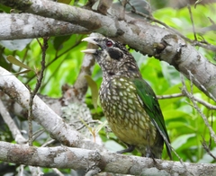 Ailuroedus maculosus