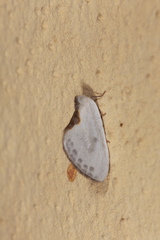 Cilix hispanica