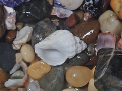 Coralliophila squamosissima