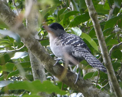 Batara cinerea