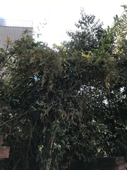 Artabotrys hexapetalus