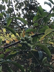 Artabotrys hexapetalus