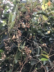 Artabotrys hexapetalus