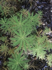 Myriophyllum robustum