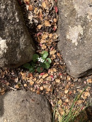 Cardamine lilacina