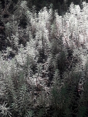 Myriophyllum robustum