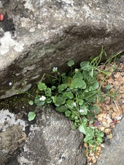 Cardamine lilacina
