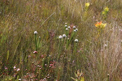 Sorocephalus claviger