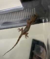 Hemidactylus mabouia