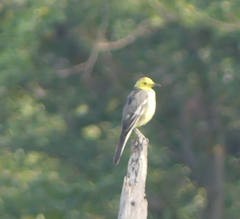Motacilla citreola
