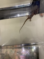 Hemidactylus mabouia